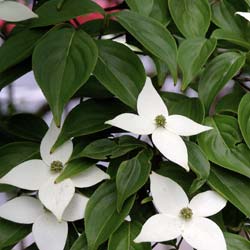 White flowering Japan dogwood